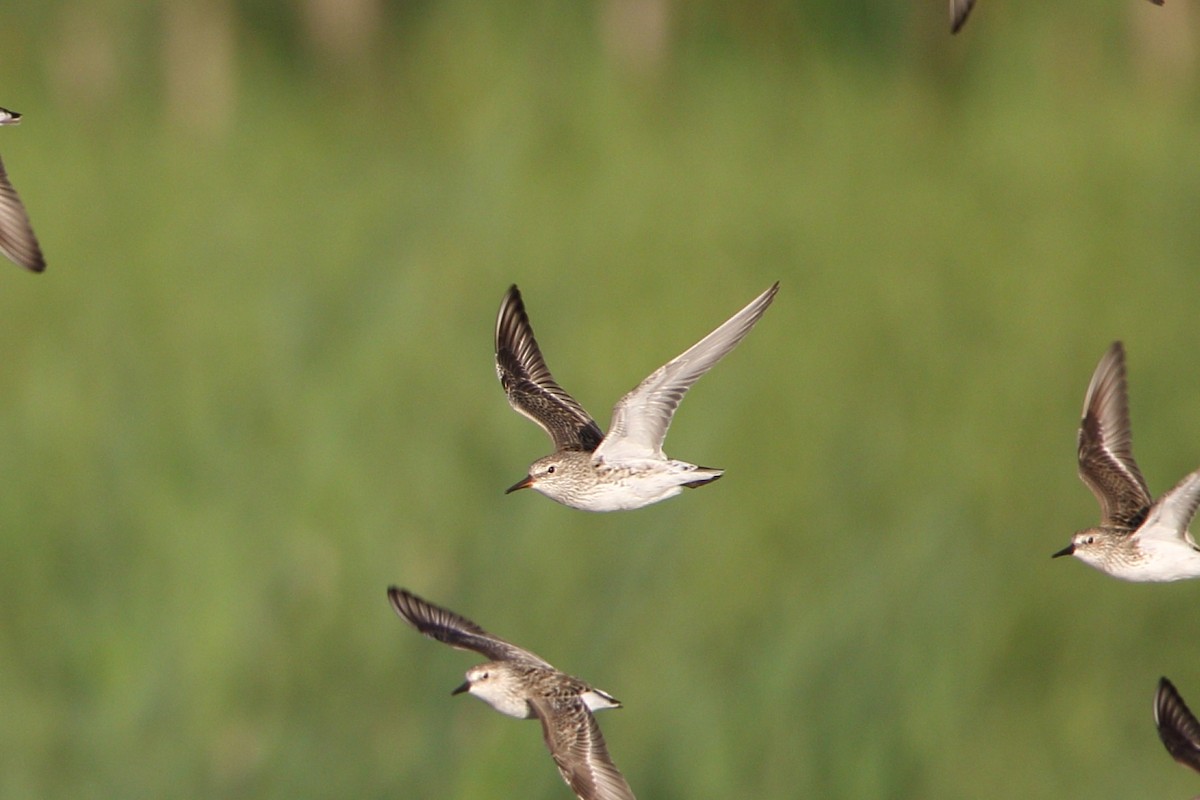 White-rumped Sandpiper - ML619791421