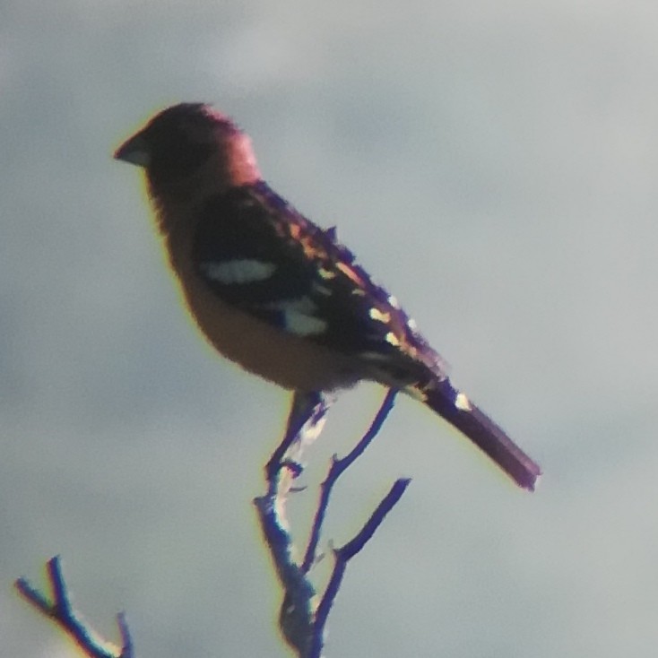 Black-headed Grosbeak - ML619791423