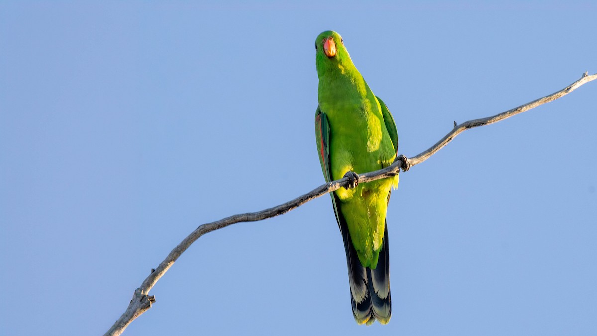 Red-winged Parrot - Alan Melville