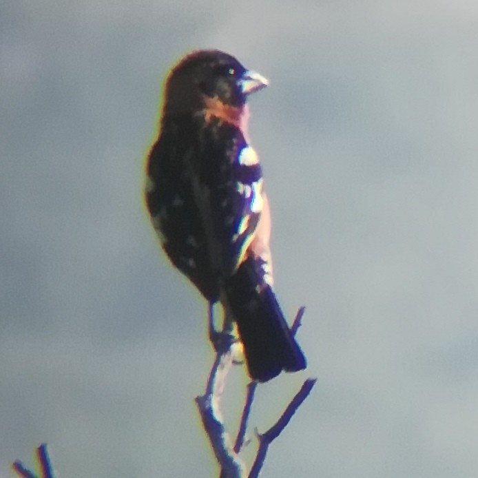 Black-headed Grosbeak - ML619791430