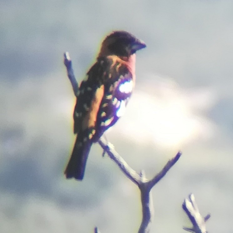 Black-headed Grosbeak - ML619791436