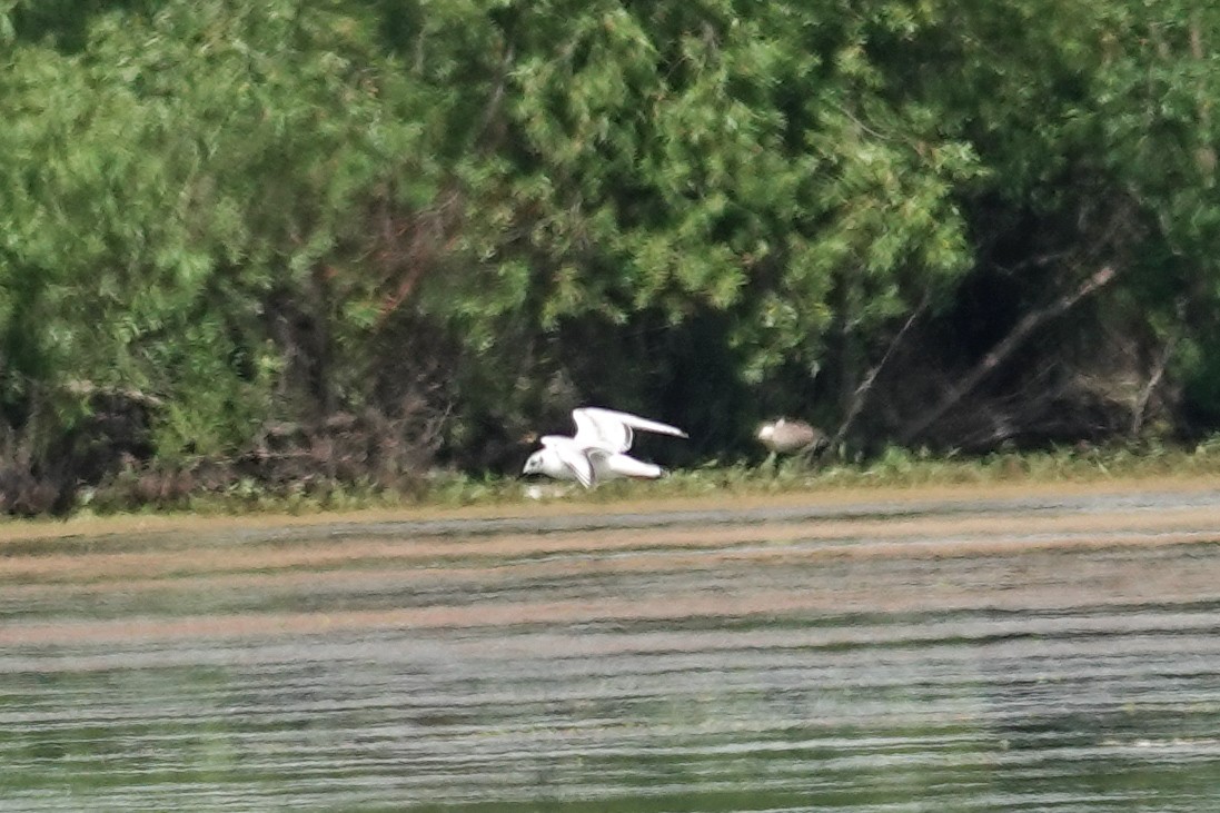 Bonaparte's Gull - ML619791466