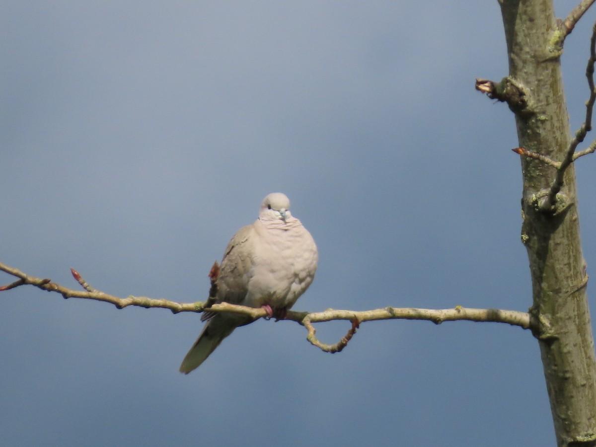 Eurasian Collared-Dove - ML619791473