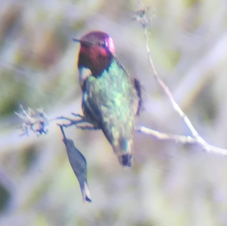 Colibrí de Anna - ML619791476