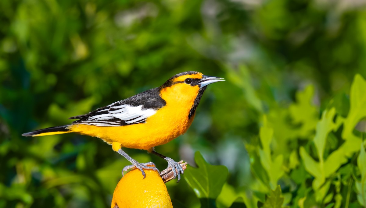 Bullock's Oriole - ML619791480