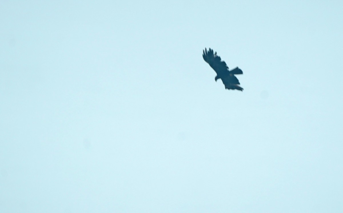 Buteo/eagle sp. - ML619791481