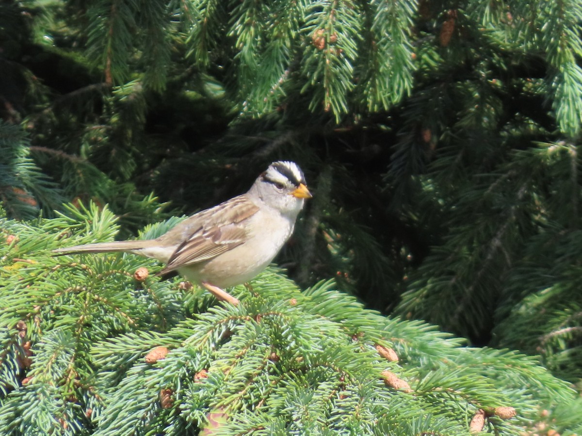 White-crowned Sparrow - ML619791495