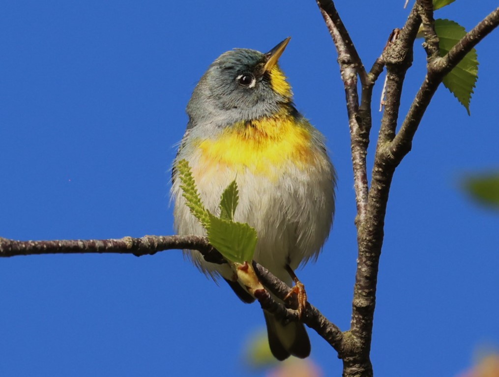 Northern Parula - ML619791507