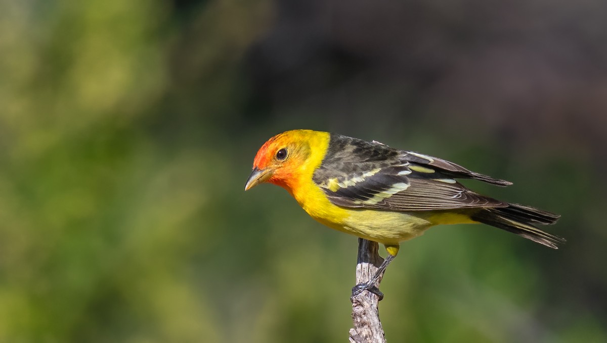 Western Tanager - ML619791511