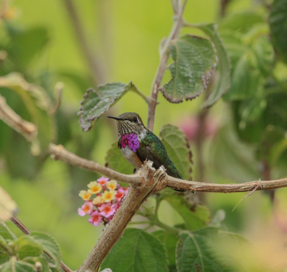 Bumblebee Hummingbird - ML619791515