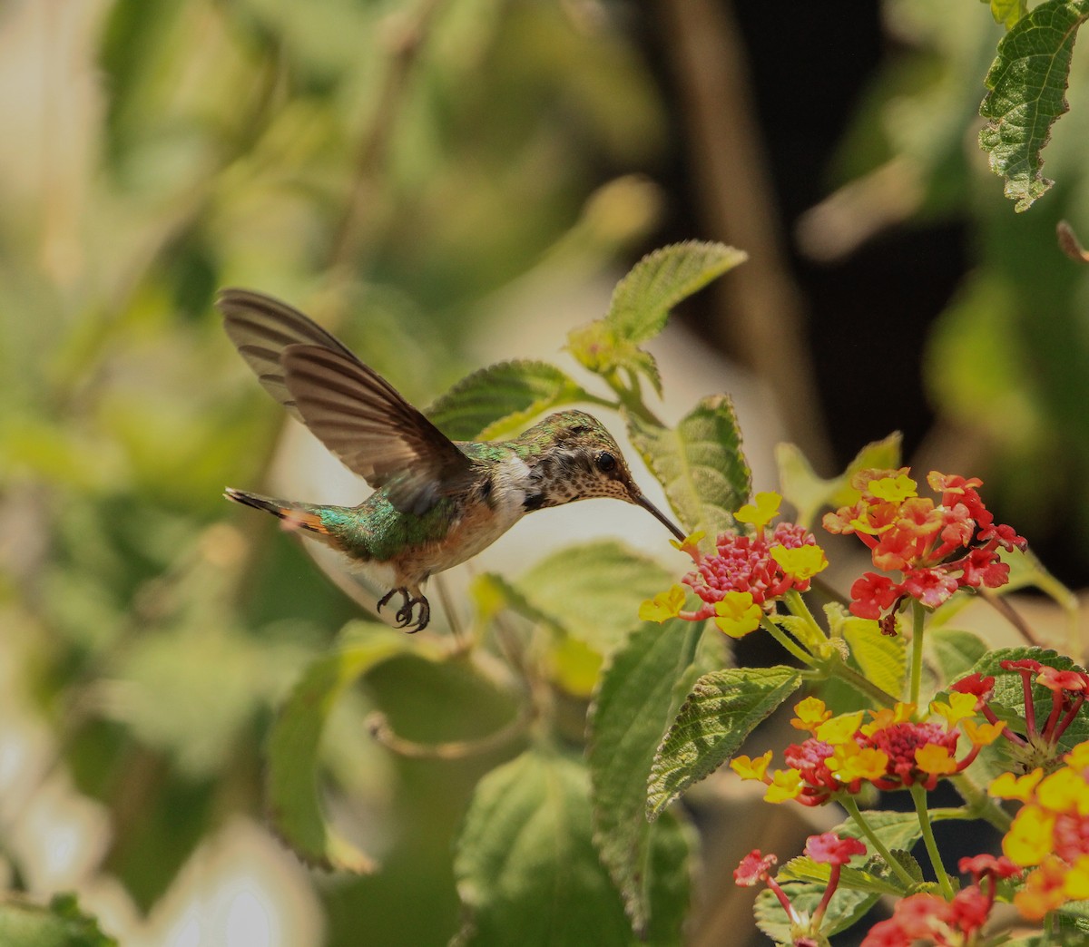 Bumblebee Hummingbird - ML619791516