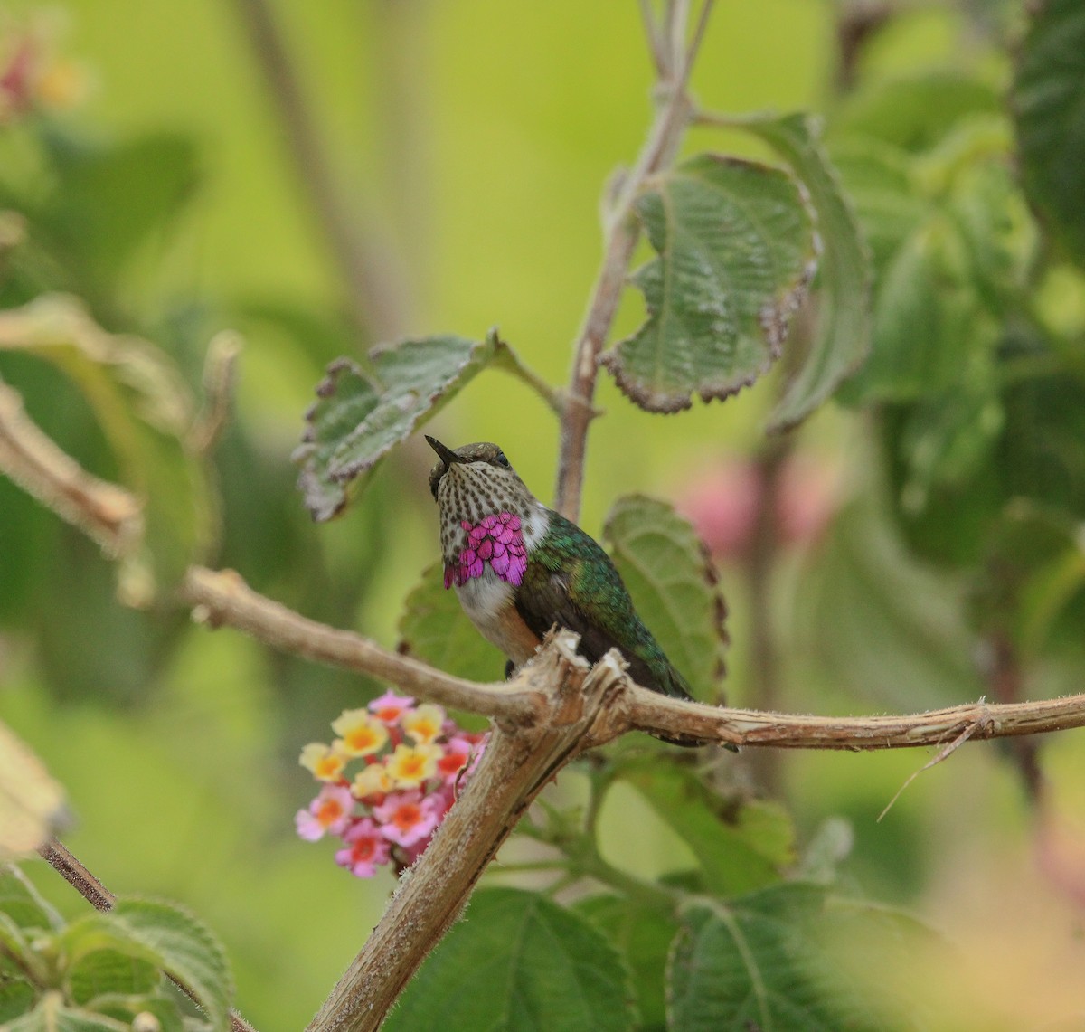 Bumblebee Hummingbird - ML619791517