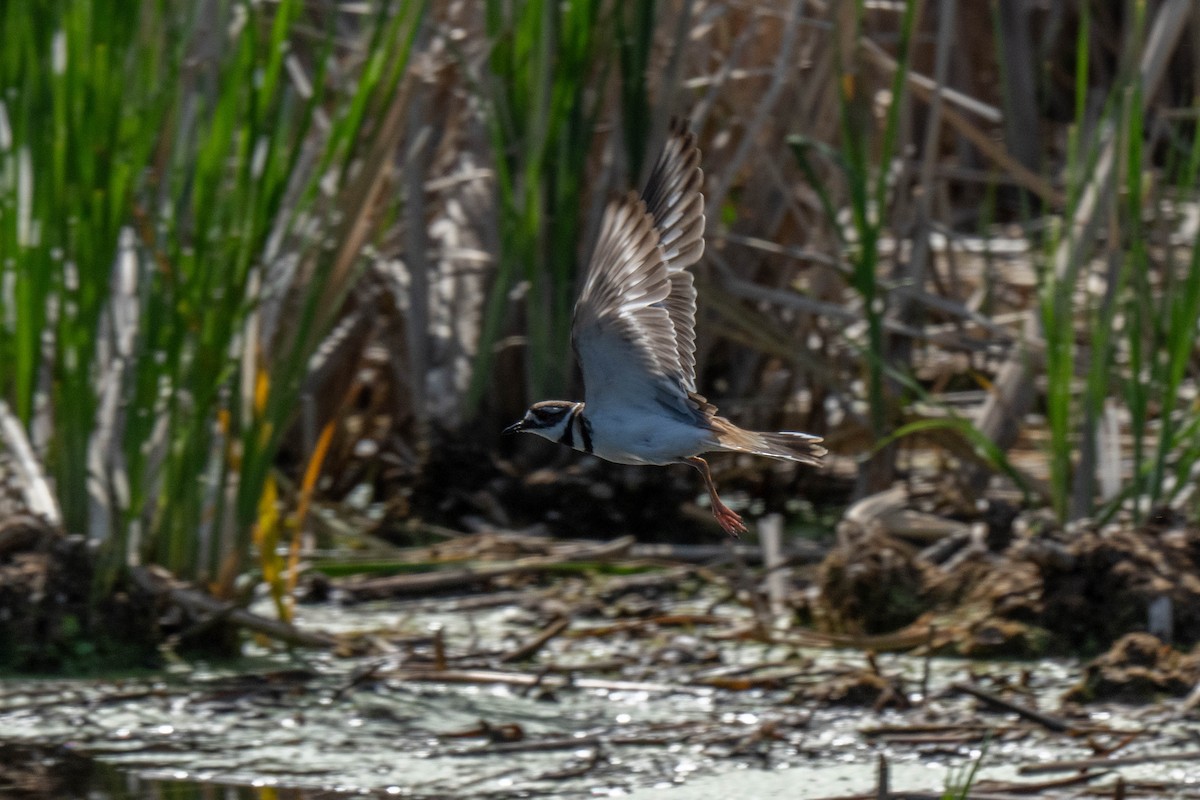 Killdeer - ML619791552