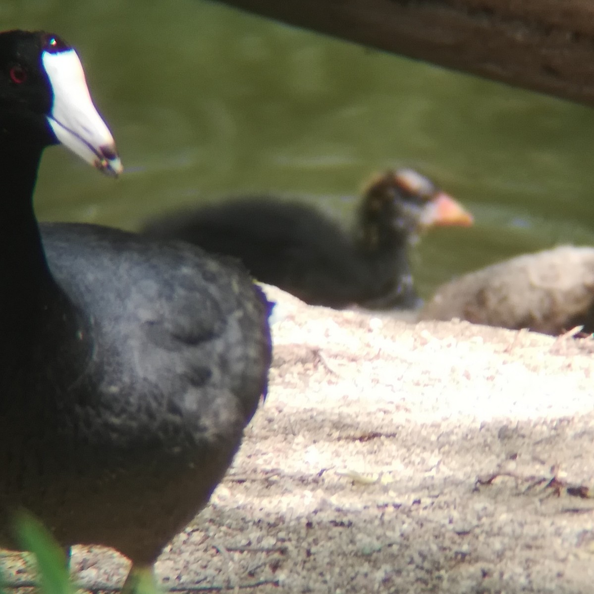 American Coot - Anonymous