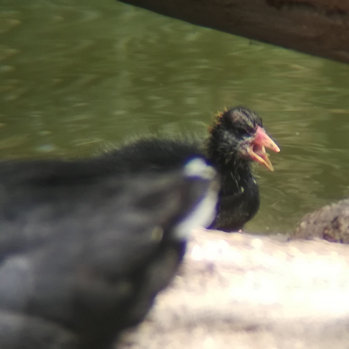 American Coot - ML619791563