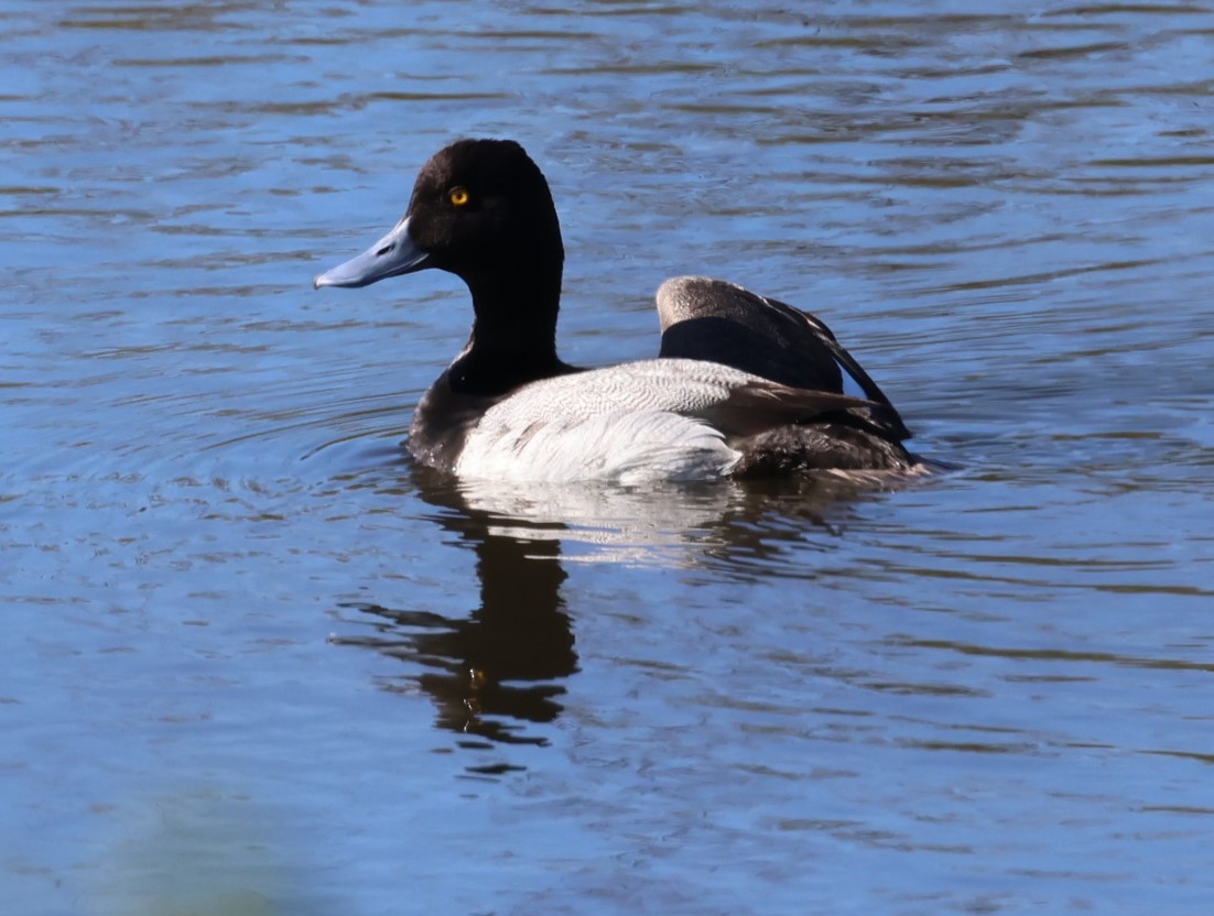 Lesser Scaup - ML619791564