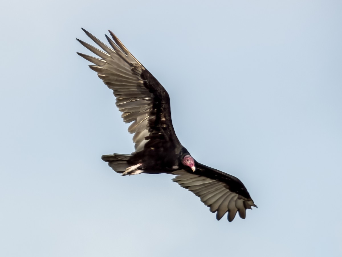 Turkey Vulture - ML619791566