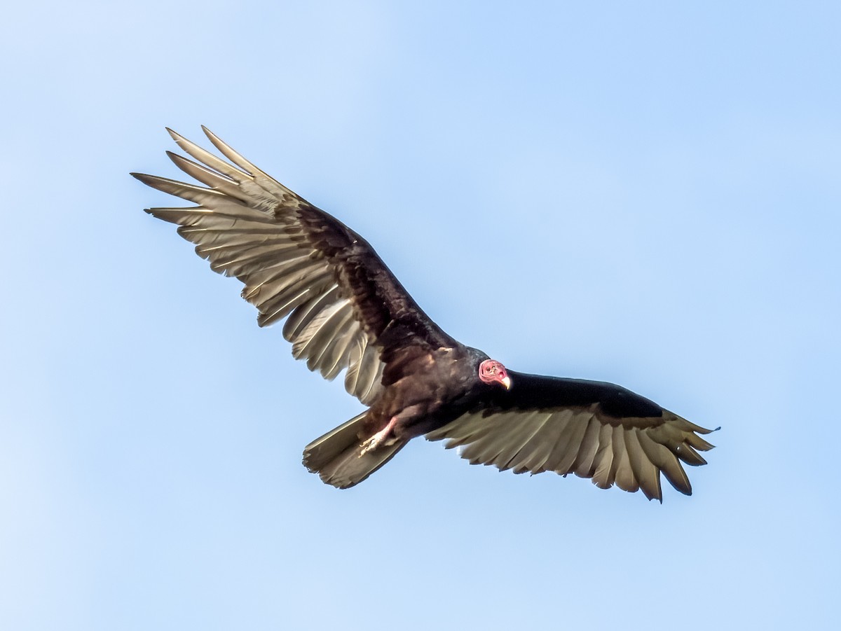 Turkey Vulture - ML619791567