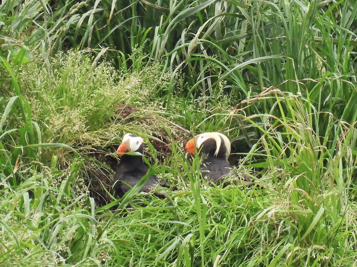 Tufted Puffin - ML619791568