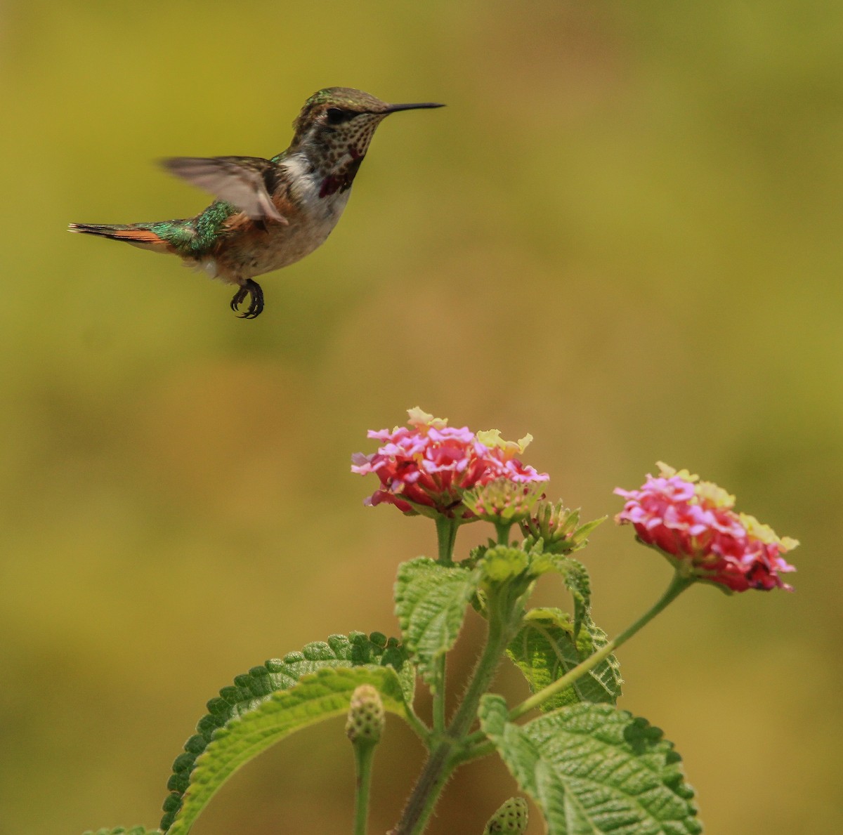 Bumblebee Hummingbird - ML619791574
