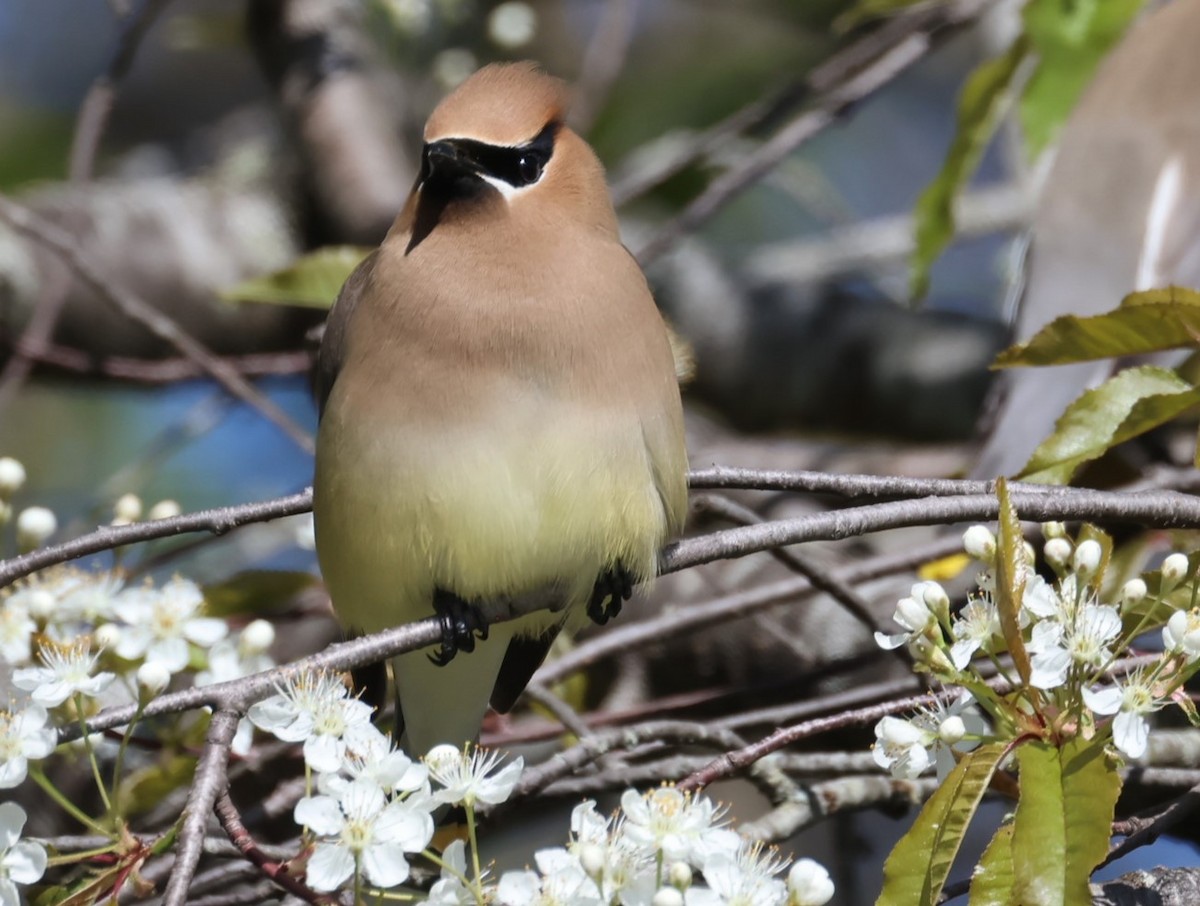 Cedar Waxwing - ML619791580