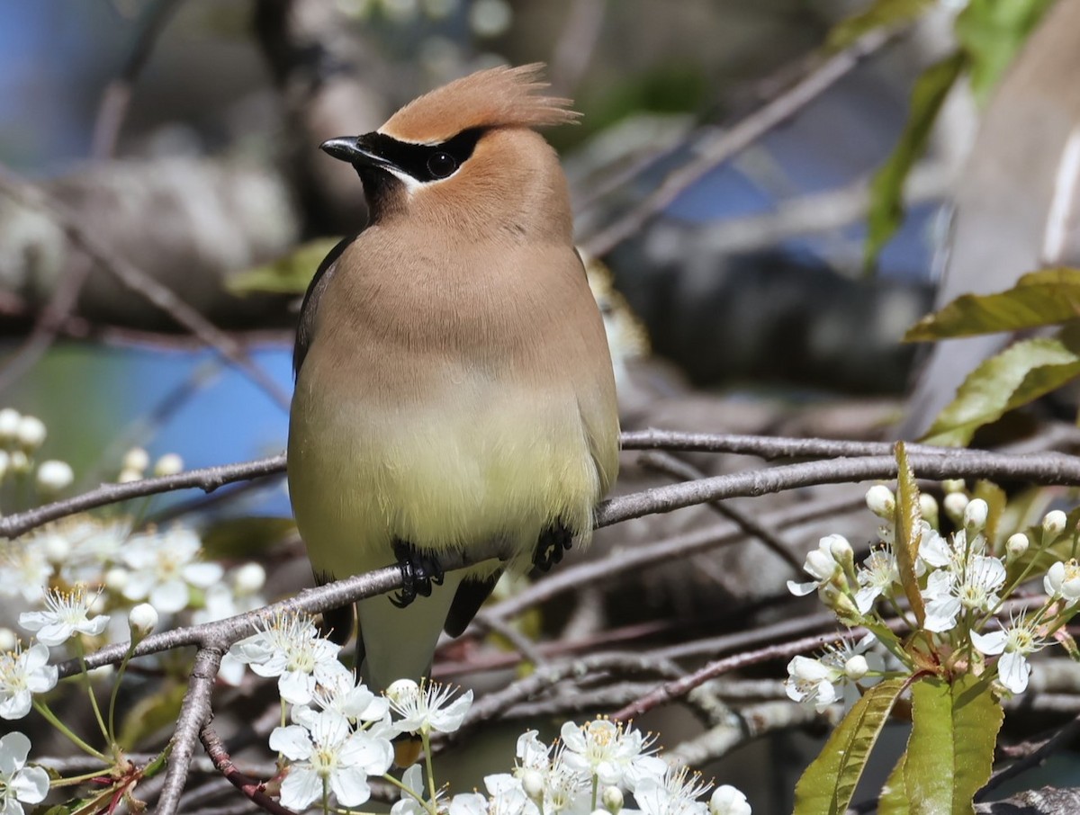 Cedar Waxwing - ML619791581