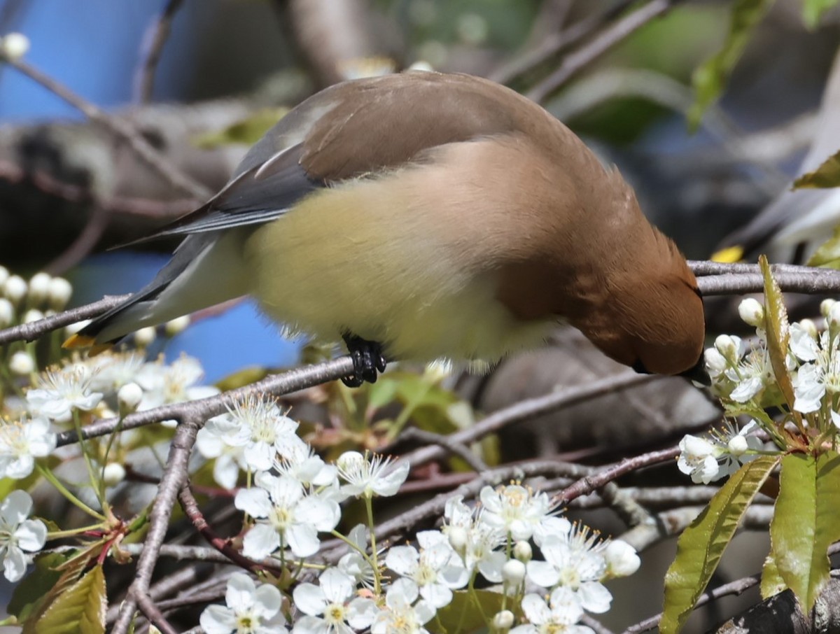 Cedar Waxwing - ML619791582