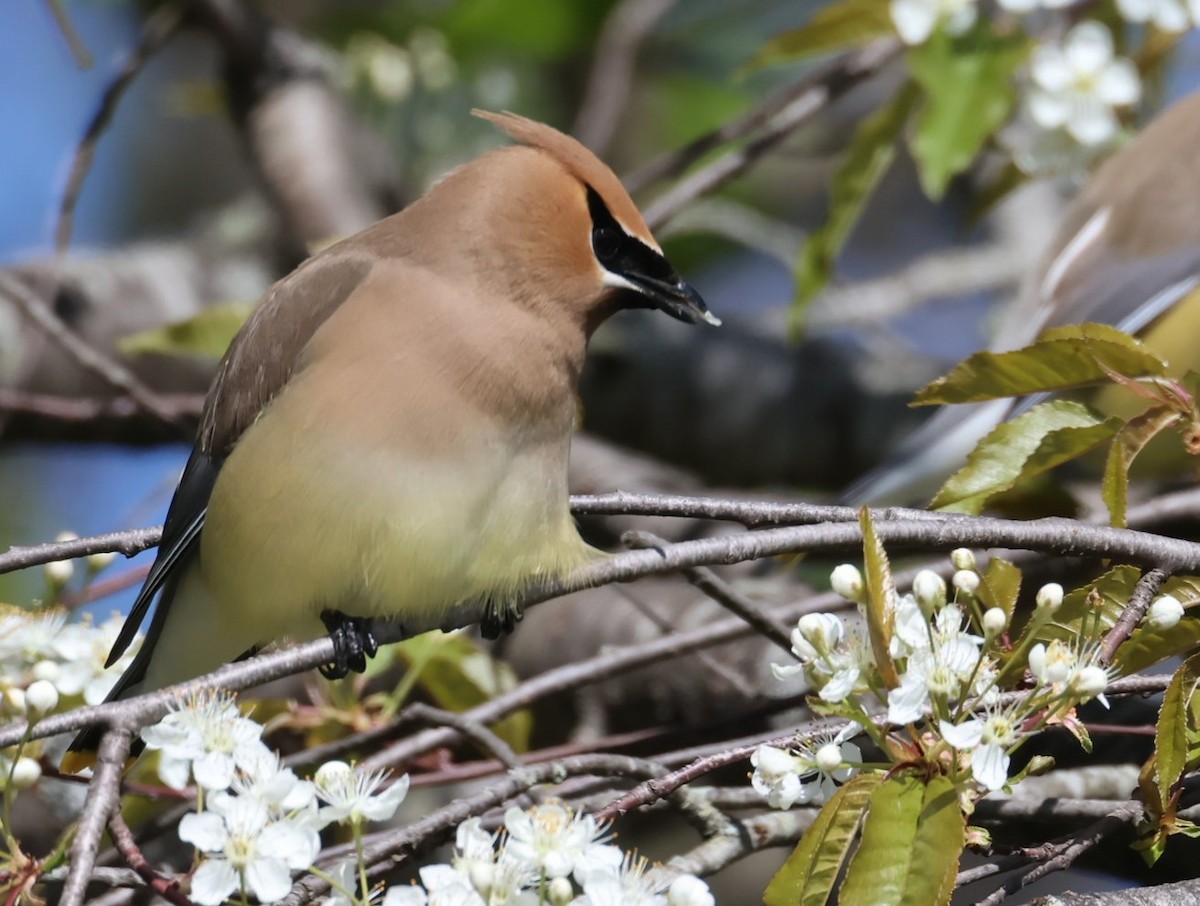 Cedar Waxwing - ML619791583