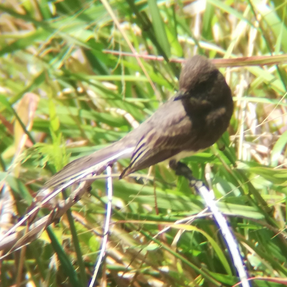 Black Phoebe - ML619791587