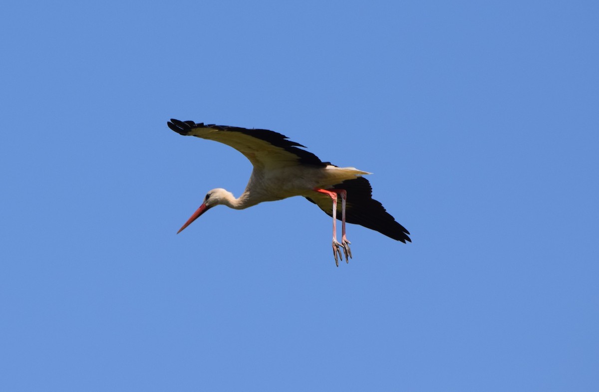 White Stork - ML619791589