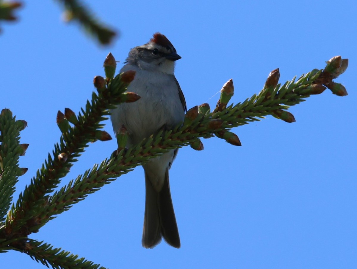 Chipping Sparrow - ML619791592