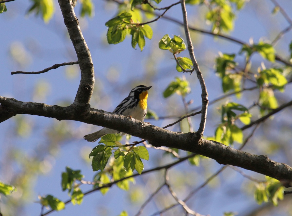Yellow-throated Warbler - ML619791596
