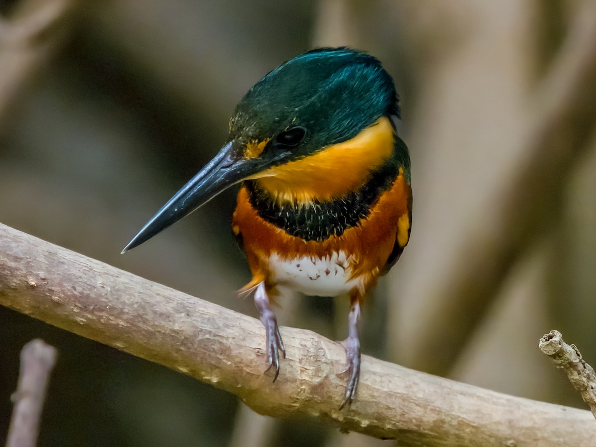 American Pygmy Kingfisher - ML619791599