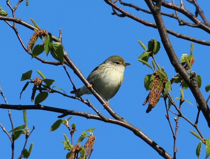 Blackpoll Warbler - ML619791606