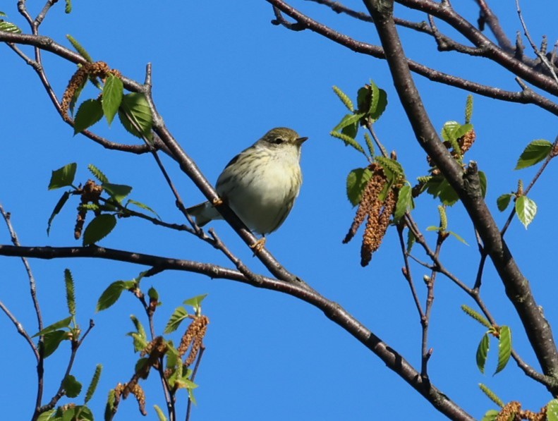 Blackpoll Warbler - ML619791607