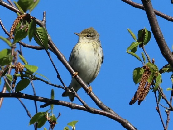 Blackpoll Warbler - ML619791608