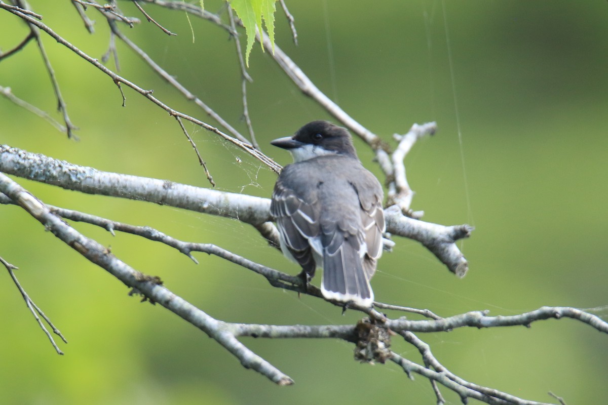 Eastern Kingbird - ML619791618