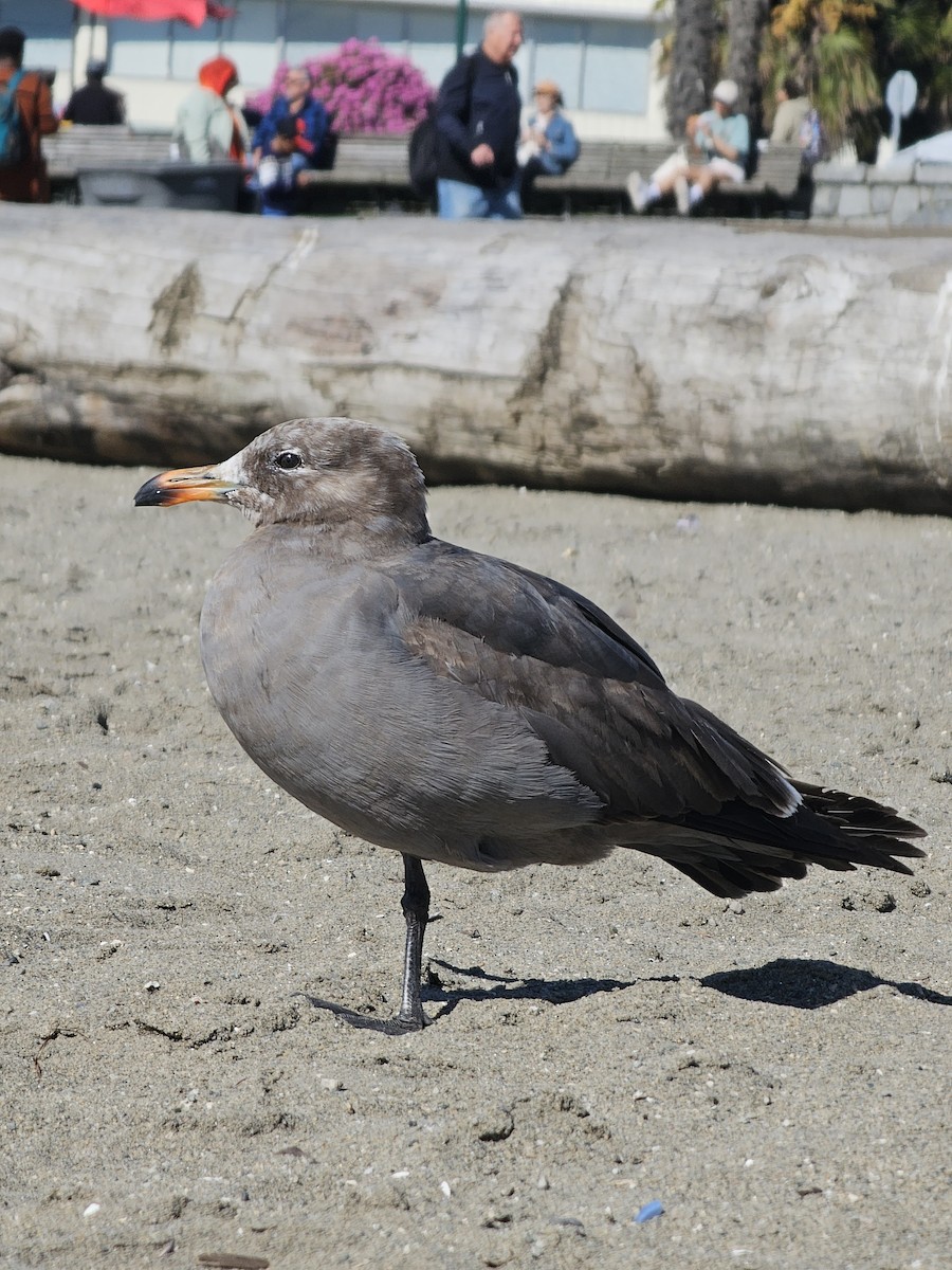 Gaviota Mexicana - ML619791624