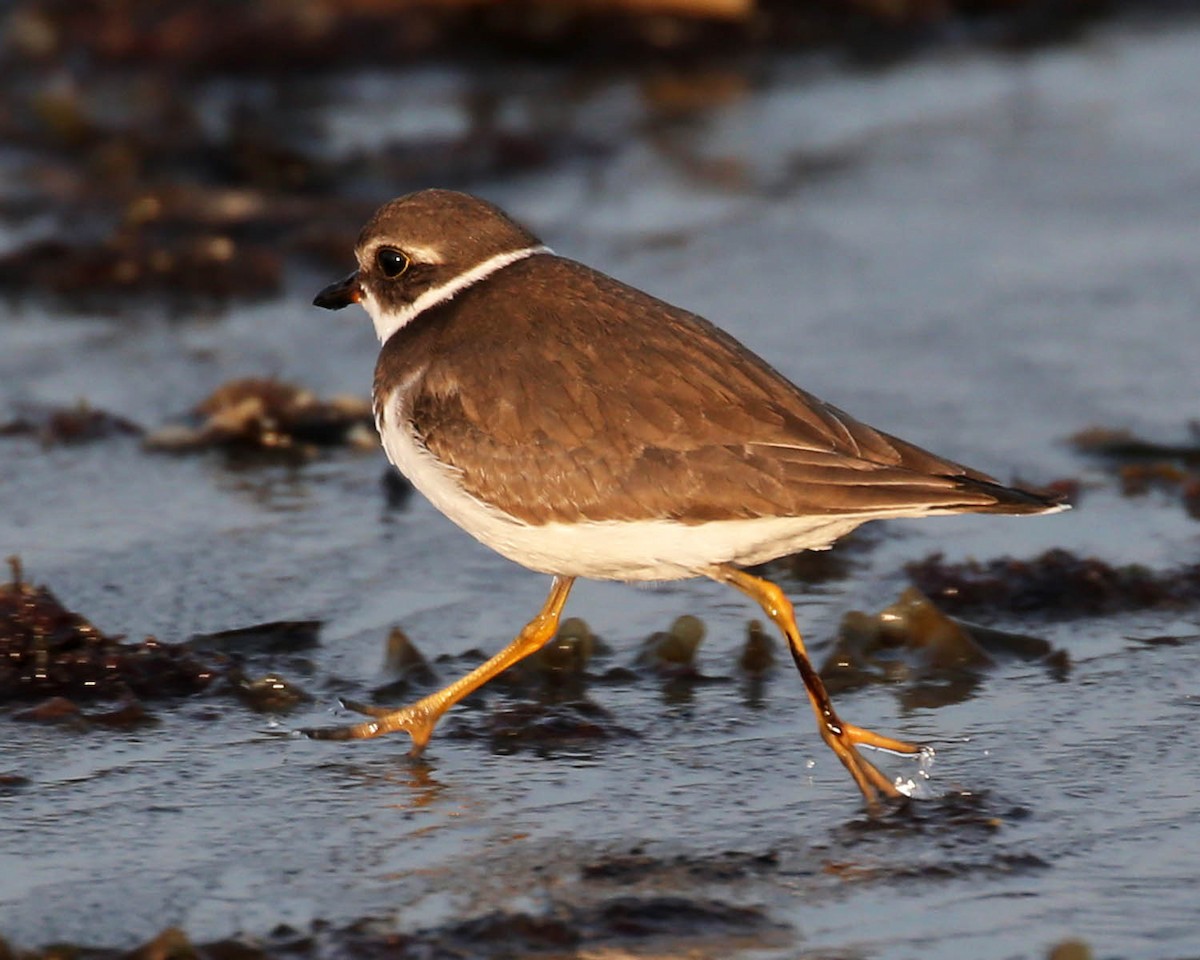 Semipalmated Plover - ML619791637