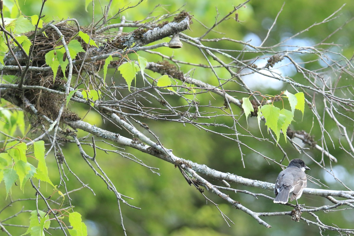 Eastern Kingbird - ML619791650