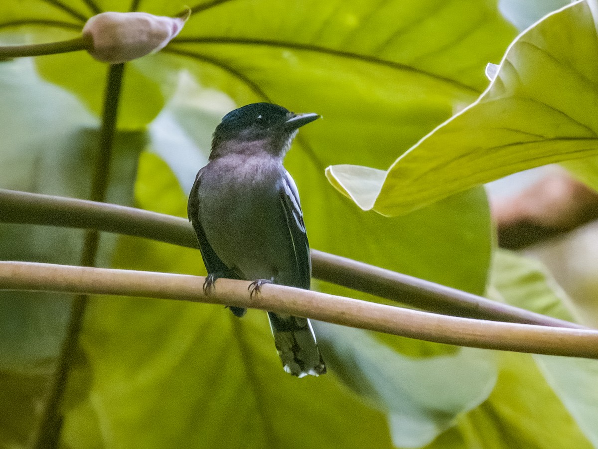 White-winged Becard - ML619791656