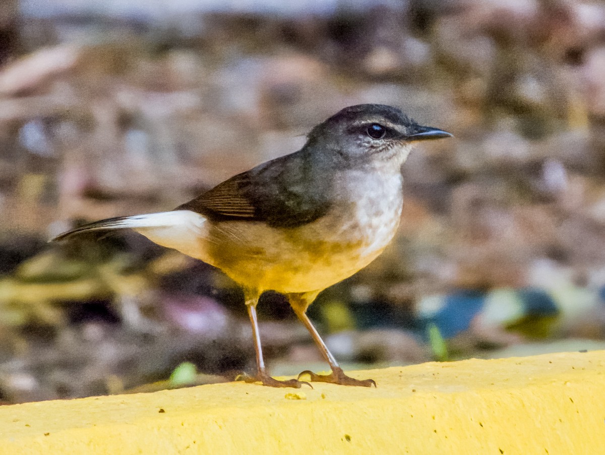 Buff-rumped Warbler - ML619791659