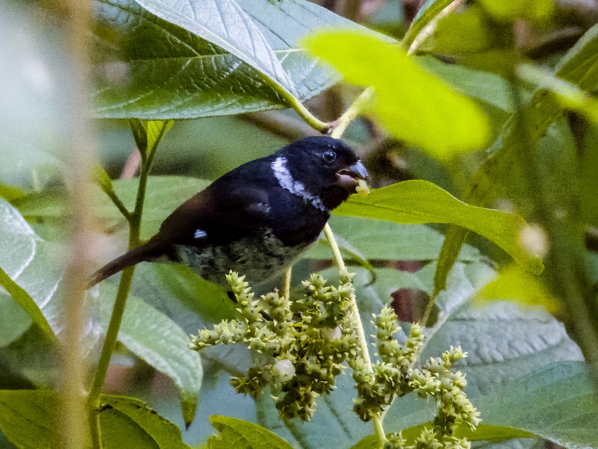 Variable Seedeater - Imogen Warren