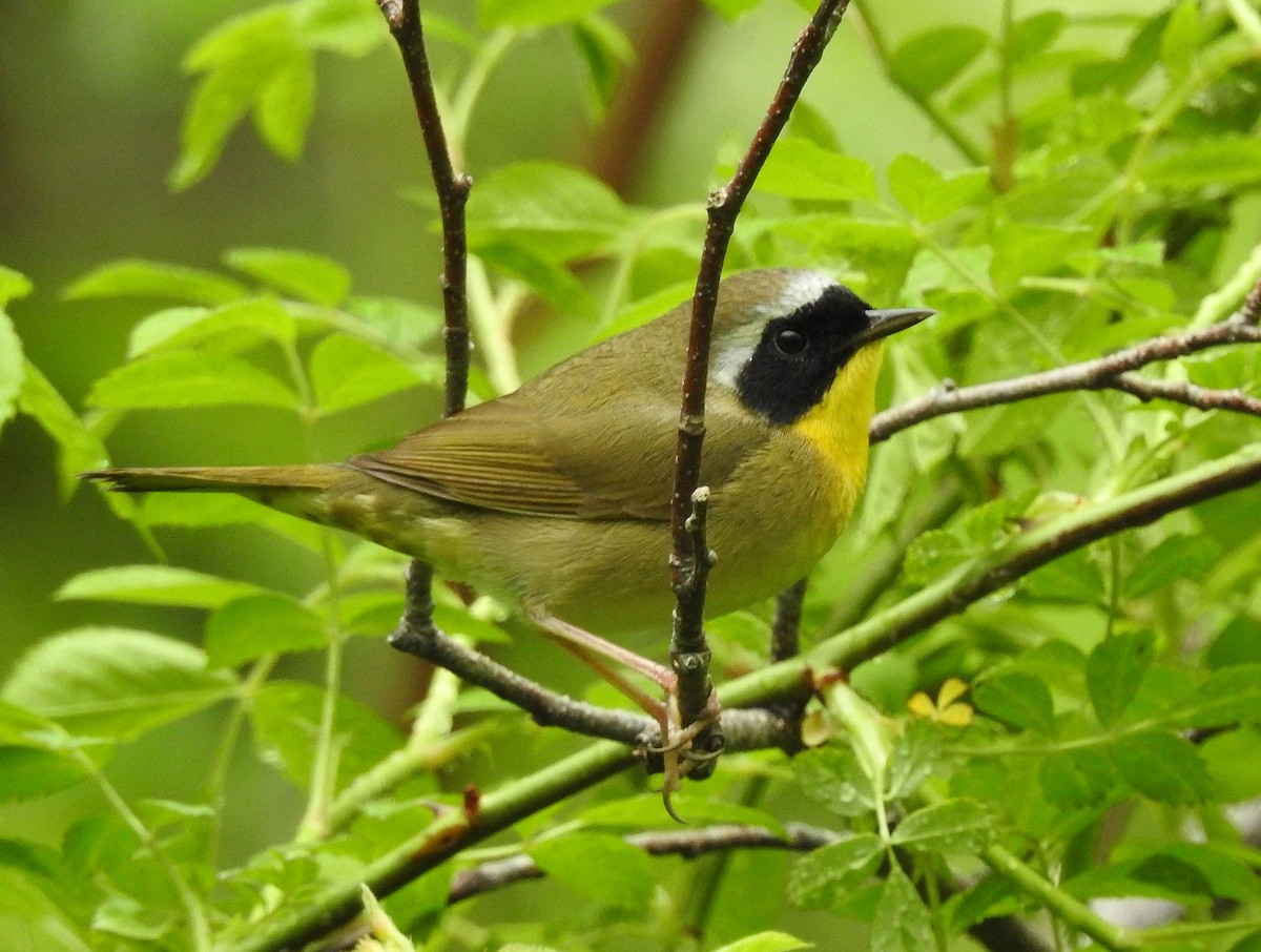 Common Yellowthroat - ML619791681