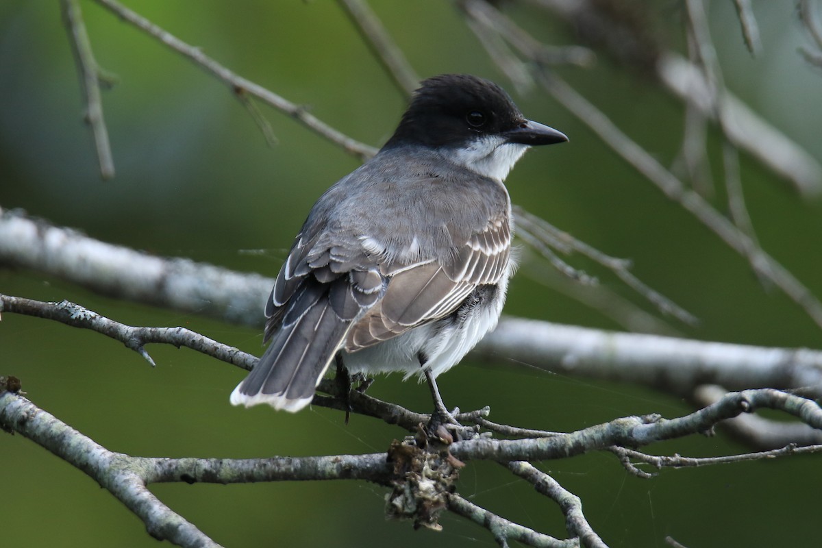 Eastern Kingbird - ML619791683