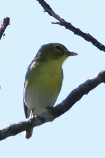 Viréo à gorge jaune - ML619791684