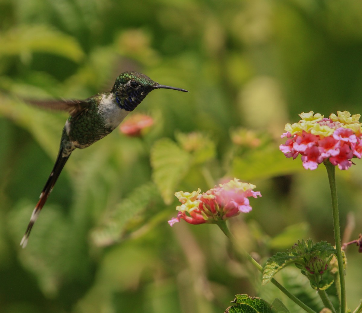 Sparkling-tailed Hummingbird - ML619791687