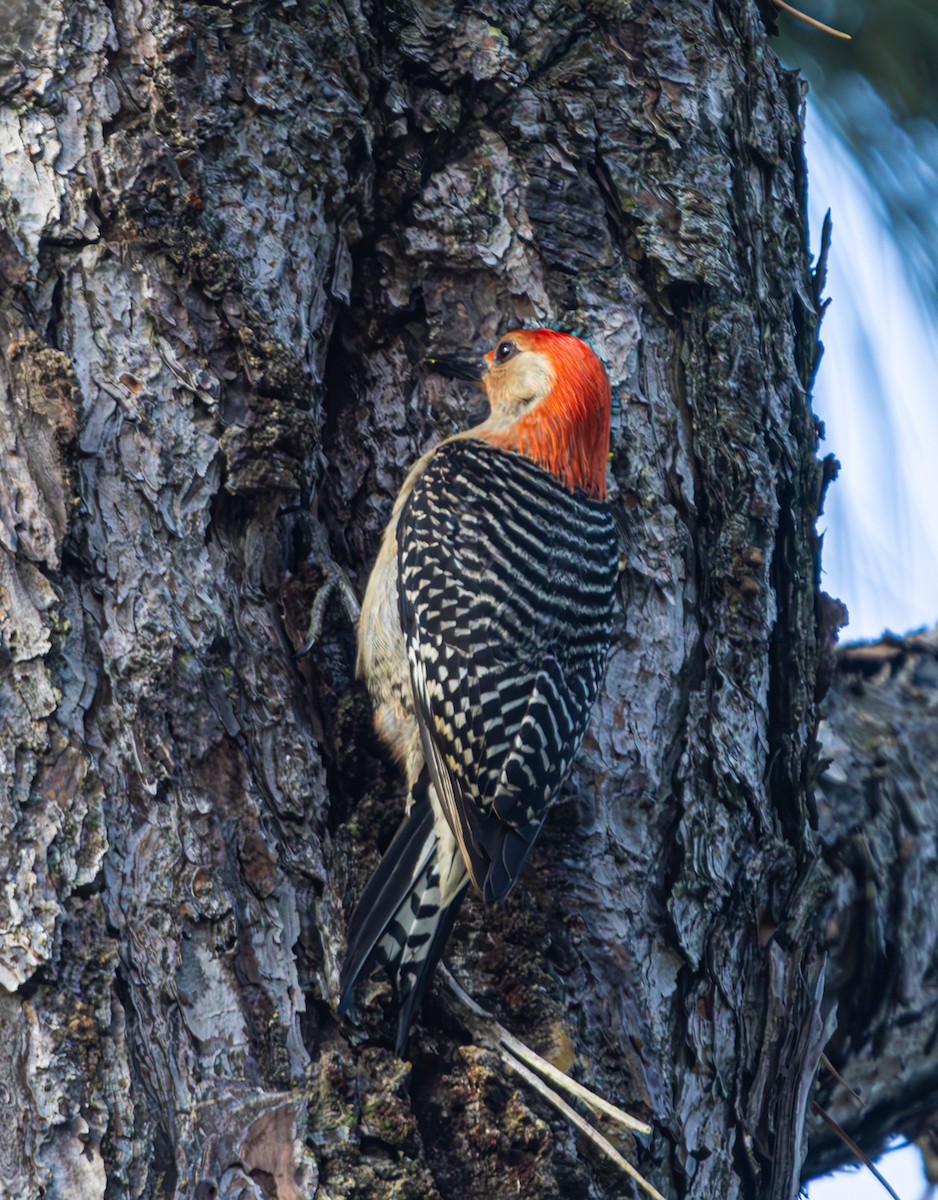 Red-bellied Woodpecker - ML619791691