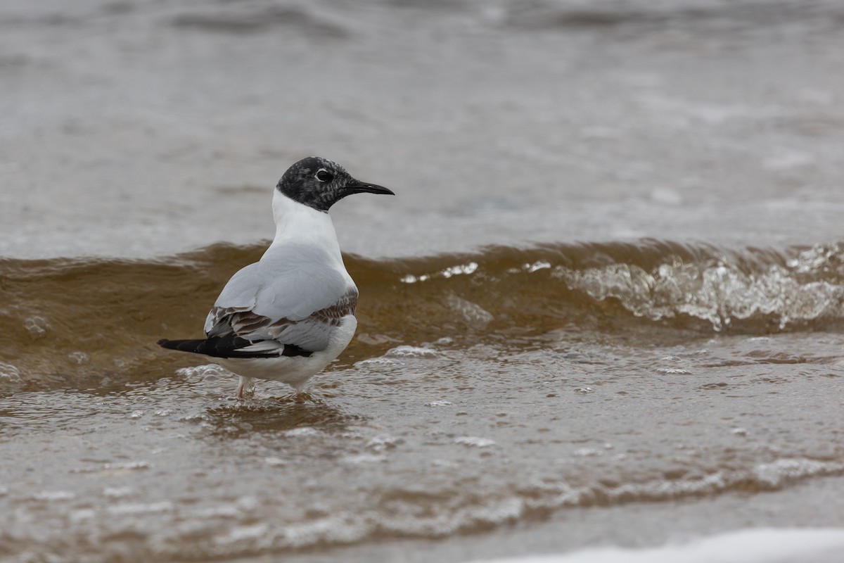 Bonaparte's Gull - ML619791692