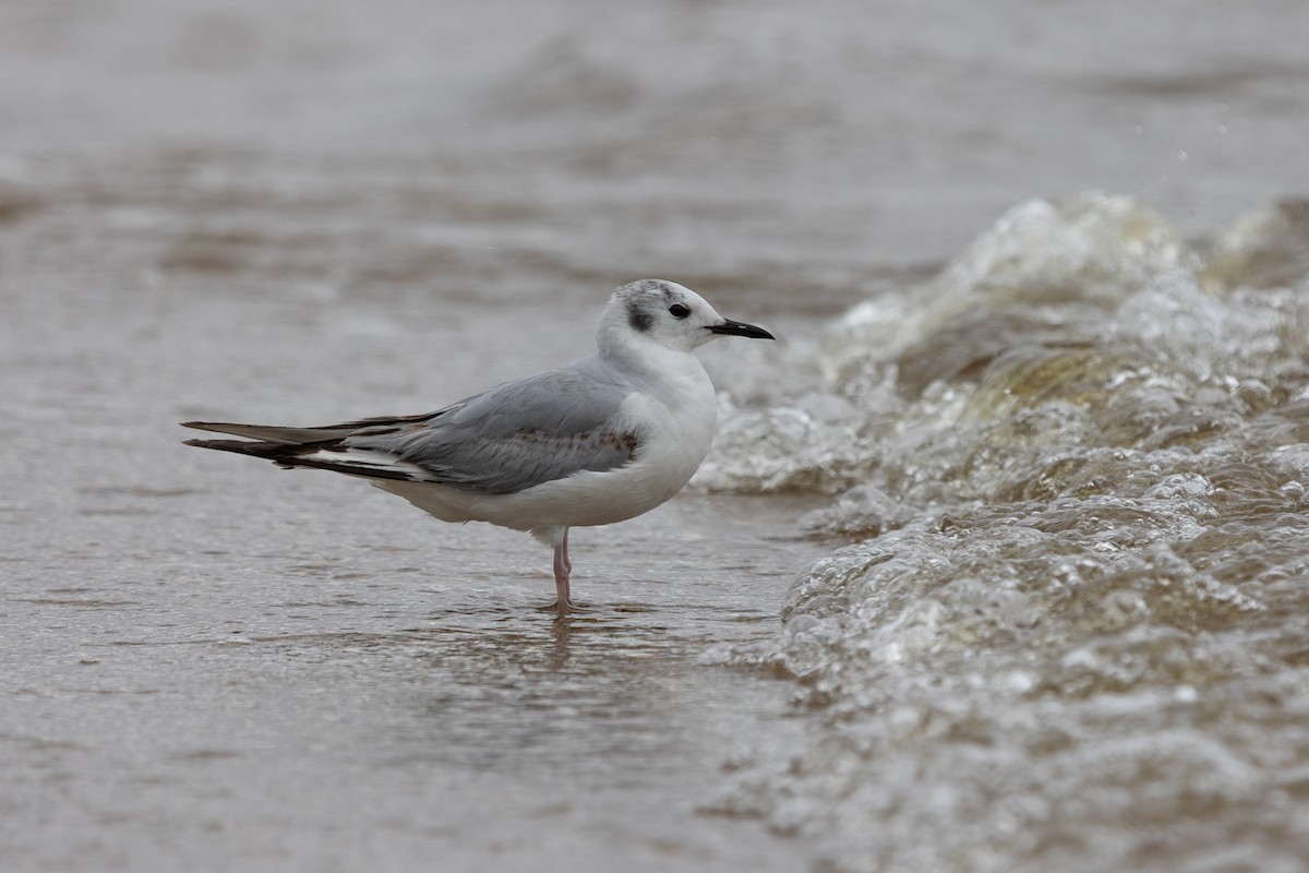 Bonaparte's Gull - Bob Dunlap